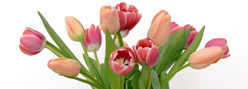 Tulips Blooming